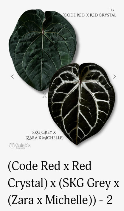 (CODE RED X RC) X (SKG GREY X ZM)