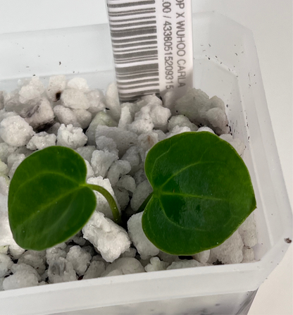 Anthurium AOP (Ace of Purple)x Carla (Wuhoo)| Live Houseplant