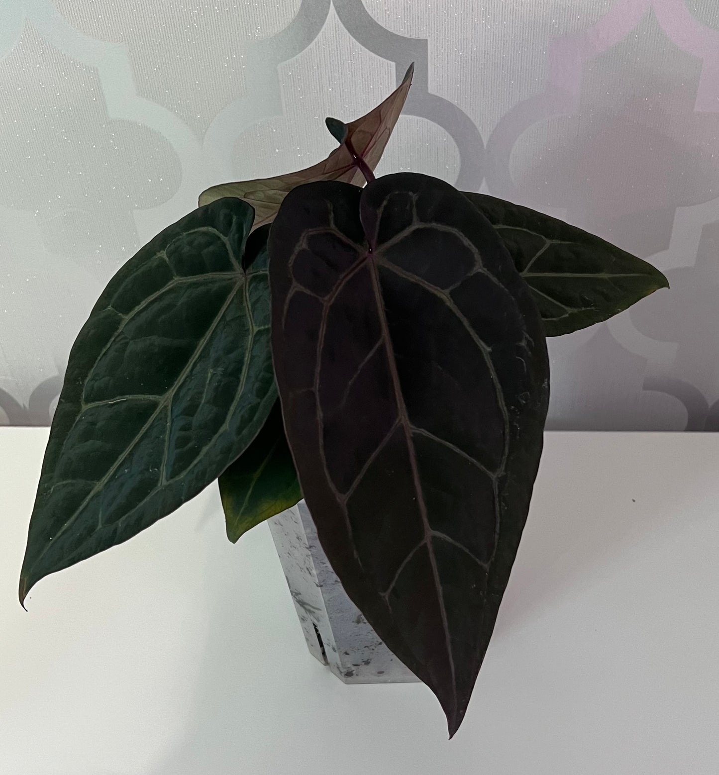 Anthurium Wuhoo's First Night x Red Crystal (PM1)| Live Houseplant