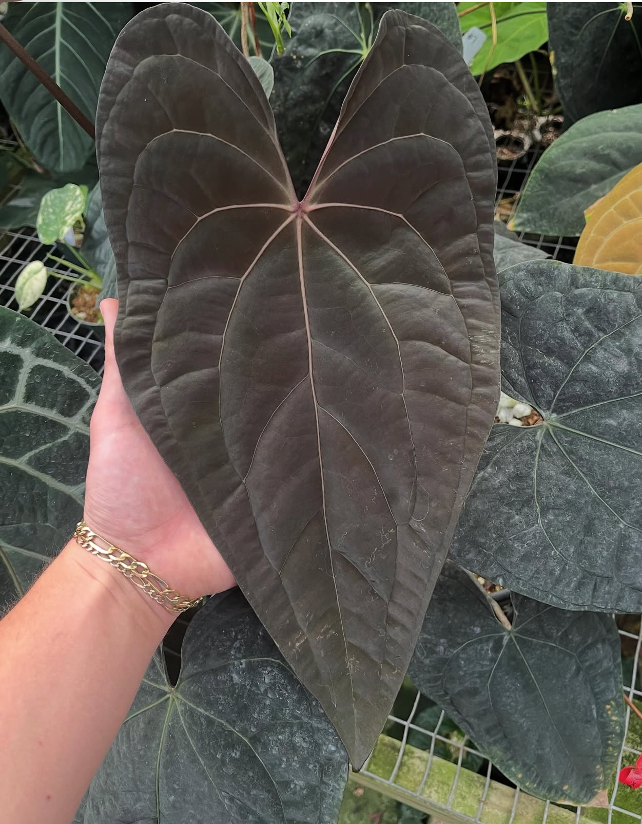 Nocturne’s Kiss - (NOID x Jake's Dimples (WRN) - Seedlings| Anthurium