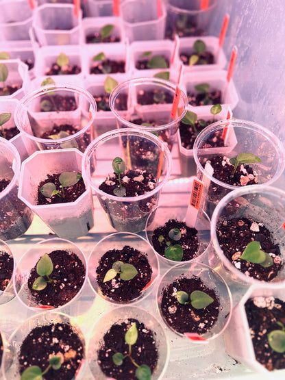 Nocturne’s Kiss - (NOID x Jake's Dimples (WRN) - Seedlings| Anthurium