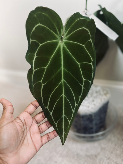 Nocturne’s Kiss - (NOID x Jake's Dimples (WRN) - Seedlings| Anthurium