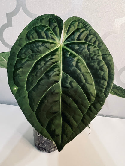 Anthurium  {Crystal Hope/ Luxurians} Hybrid (Live Plant)