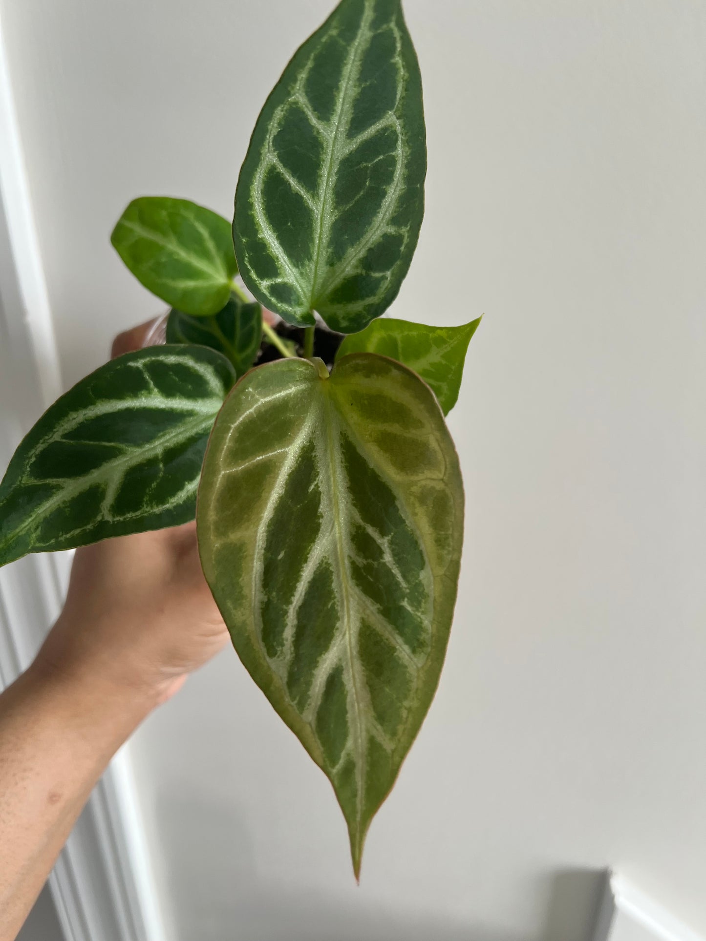 Royal Blush | (Silver Blush × RC) × KOS | Live Houseplant | BATCH 2 | GC |