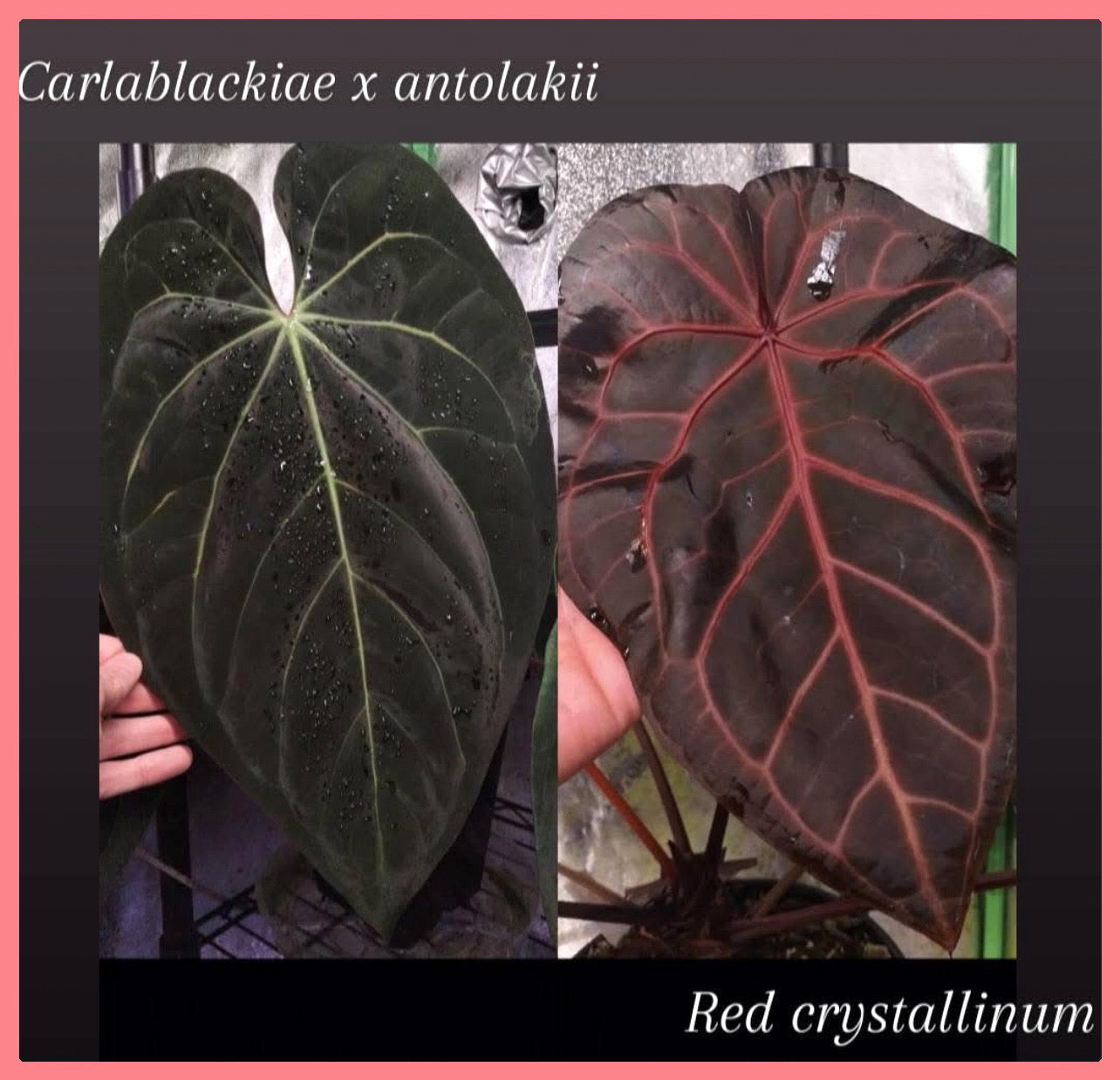 CARLABLACKIAE X BVEP X RC