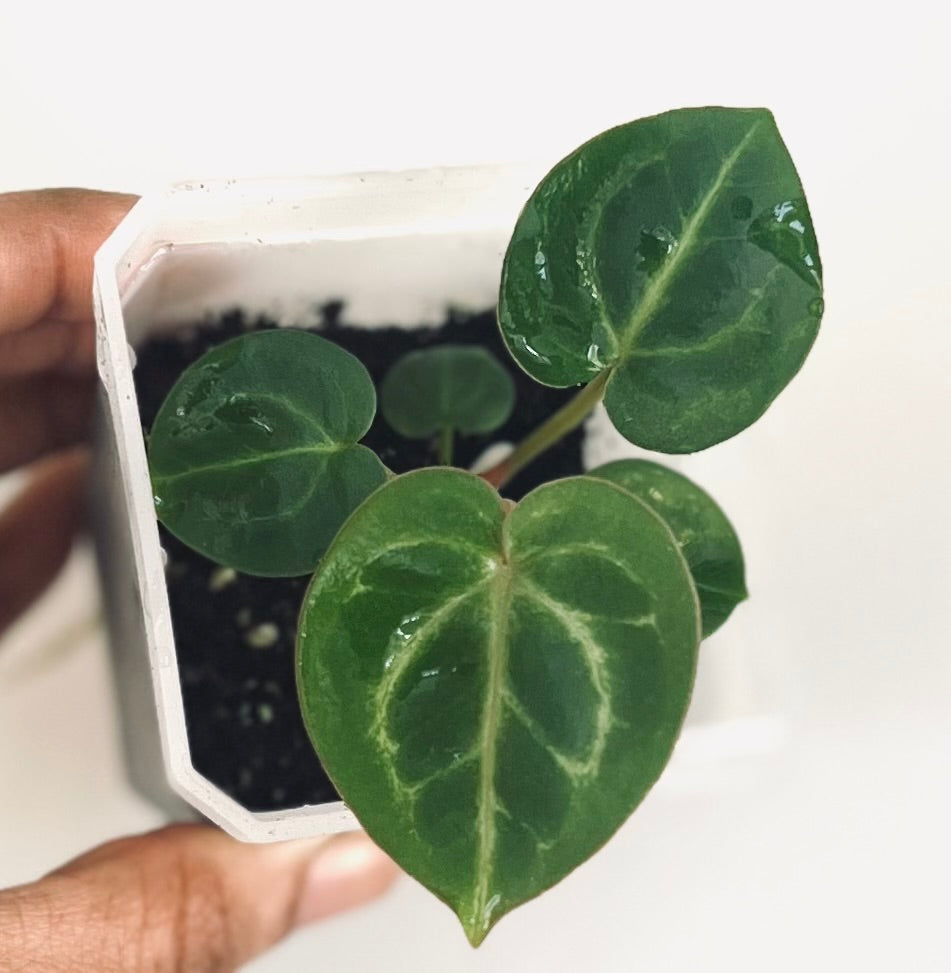 Velvet Heart | (Dorayaki x RC) x KOS | Live Houseplant |