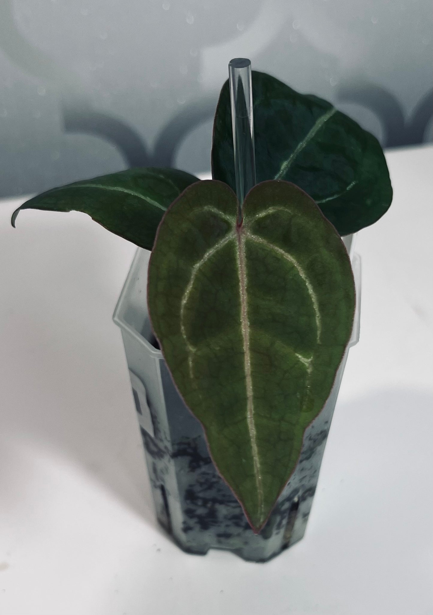 (CODE RED X RC) X (SKG GREY X ZM)