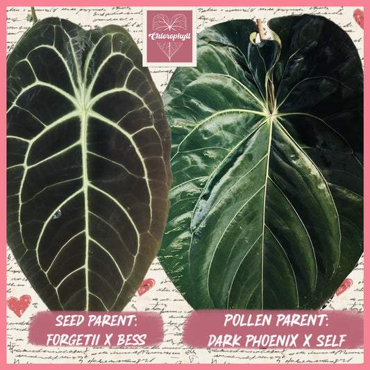 Dark Embrace - (Forgetii x Bess) x DP Self| Anthurium