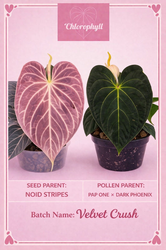 Velvet Crush - NOID Stripes X (Pap X-One x Dark Phoenix) | Seeds |