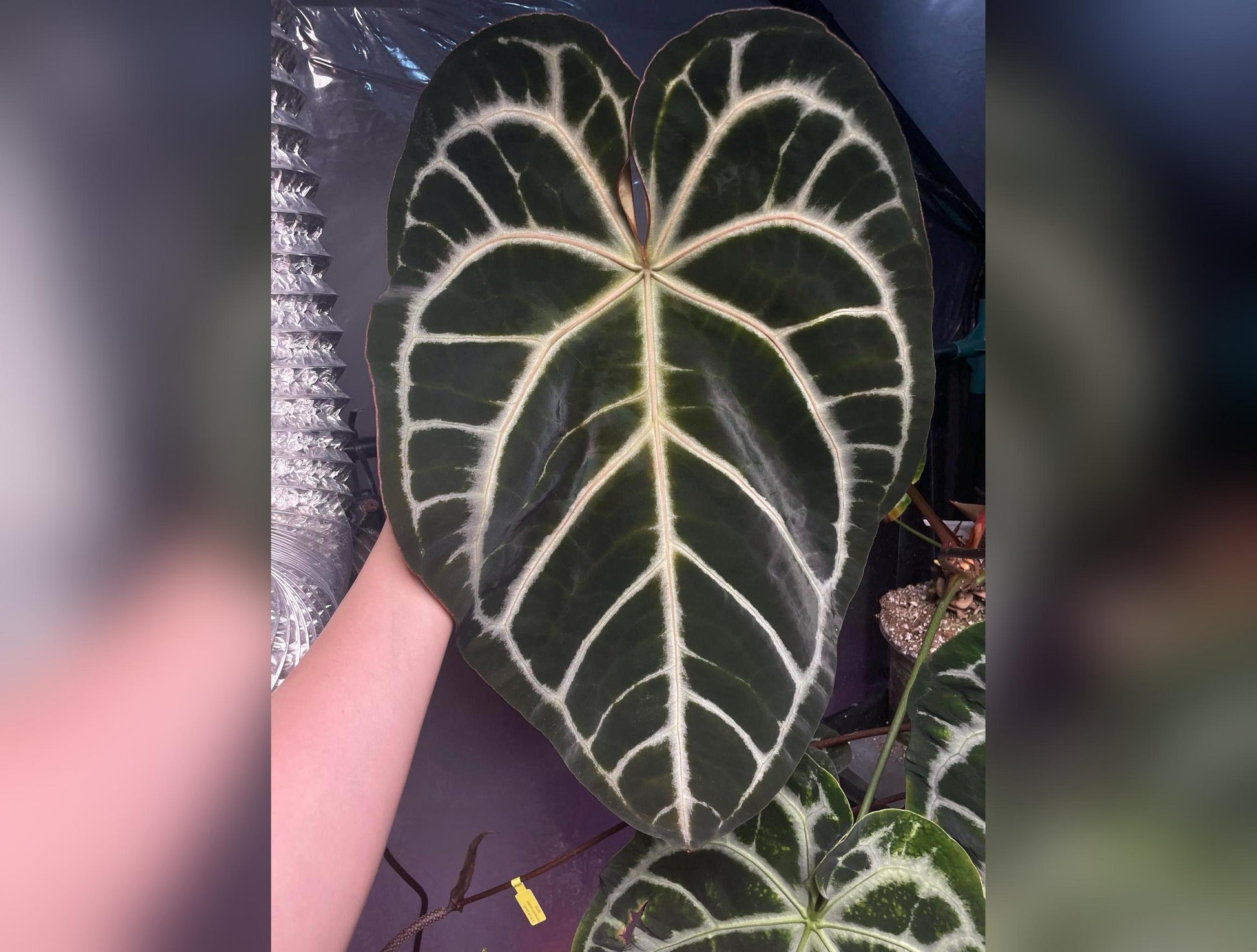 Anthurium Blushing Silver Seedlings (Grower's Choice) *New Hybrid* Live Plant / Houseplant