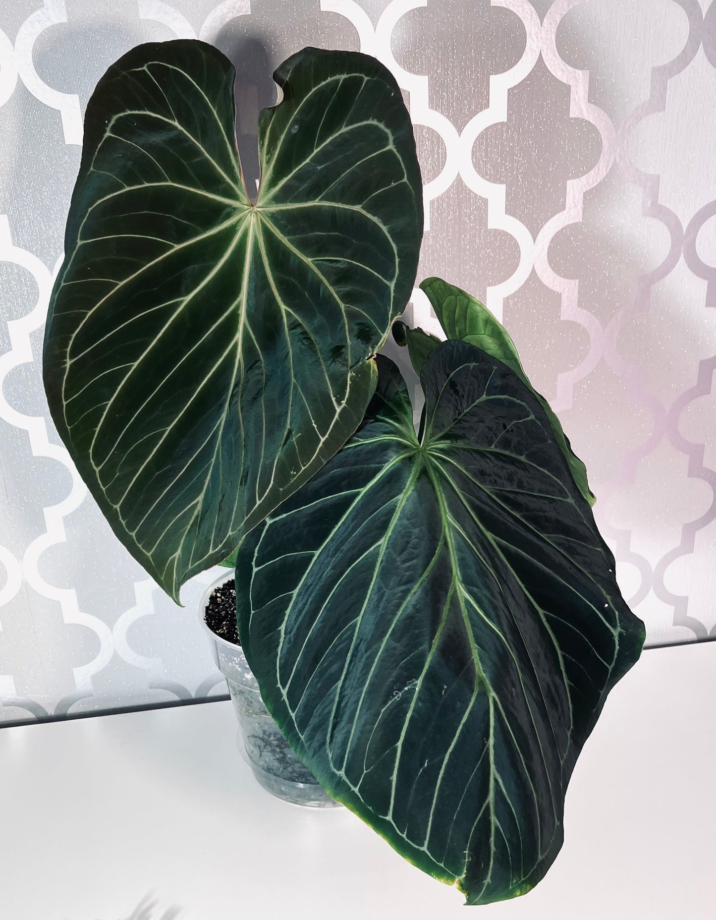 Royal Blush– (Silver Blush × RC) × KOS Live Houseplant - Batch 1