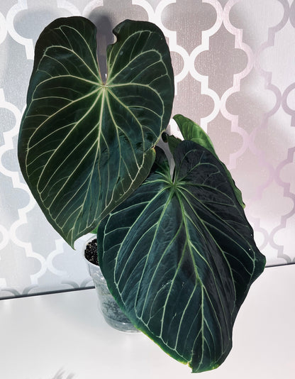 Royal Blush– (Silver Blush × RC) × KOS Live Houseplant - Batch 1
