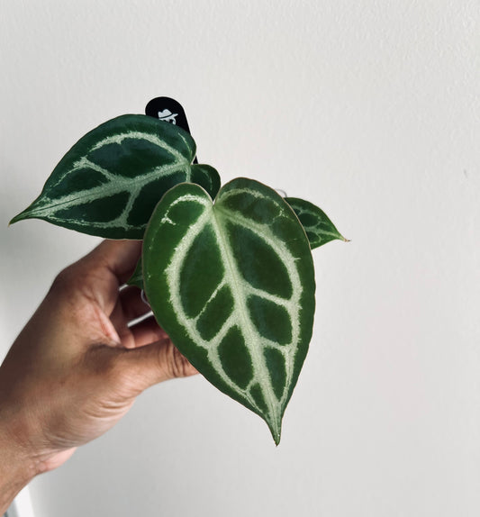 Super Silver x HURC | Live Houseplant |