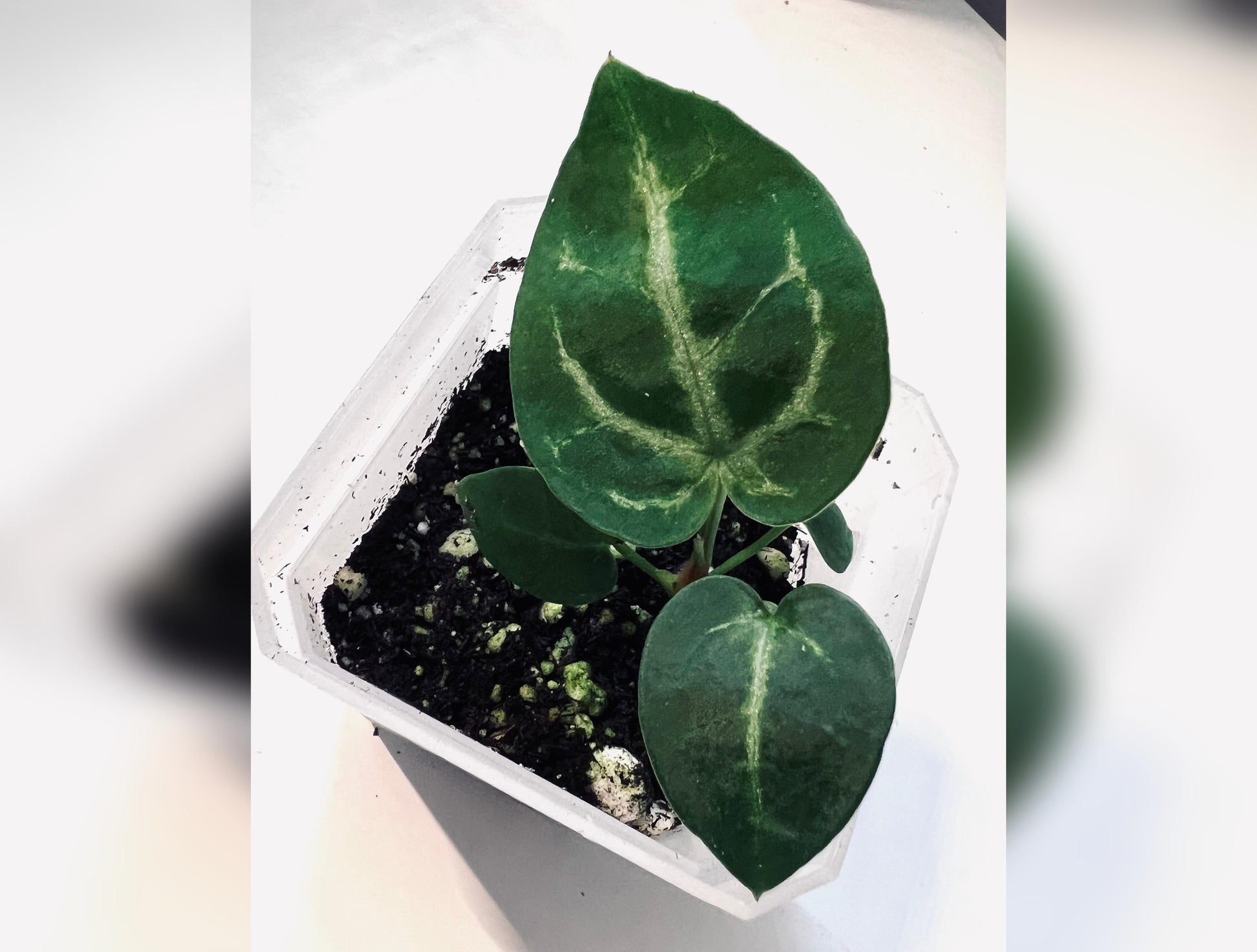 Anthurium Blushing Silver Seedlings (Grower's Choice) *New Hybrid* Live Plant / Houseplant