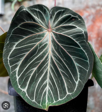 Ace of Shadows | Wuhoo's First Night/ RC x King of Spades| Seeds |