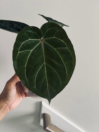 Scarlet Phoenix | (Dark Phoenix x Self) x (SB x RC) | Live Houseplant