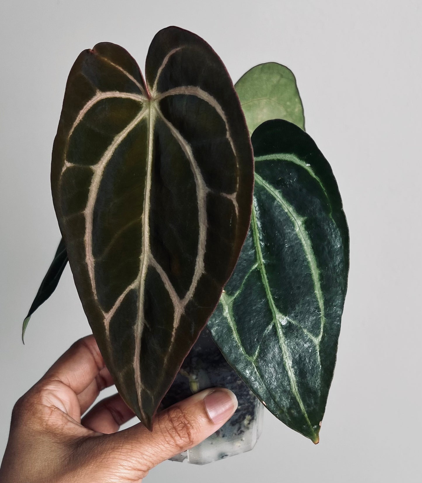 Anthurium Carlablackiae | Live Houseplant