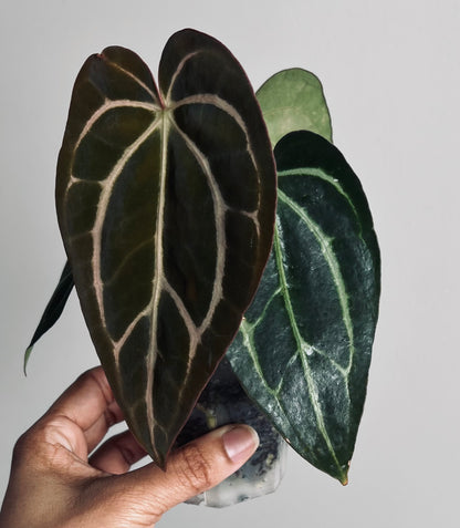 Anthurium Carlablackiae | Live Houseplant