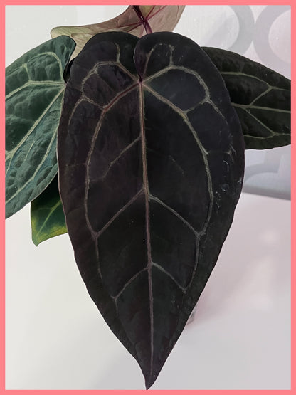 Anthurium Wuhoo's First Night x Red Crystal (PM1)| Live Houseplant