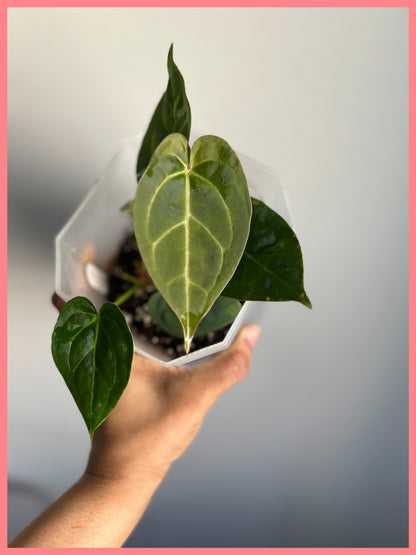 Scarlet Phoenix (Dark Phoenix x Self)x(SB x RC) | Live Houseplant