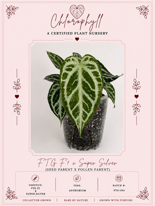 FTG F1 X Super Silver | Live Houseplant |