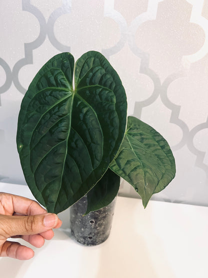 Anthurium  {Crystal Hope/ Luxurians} Hybrid (Live Plant)