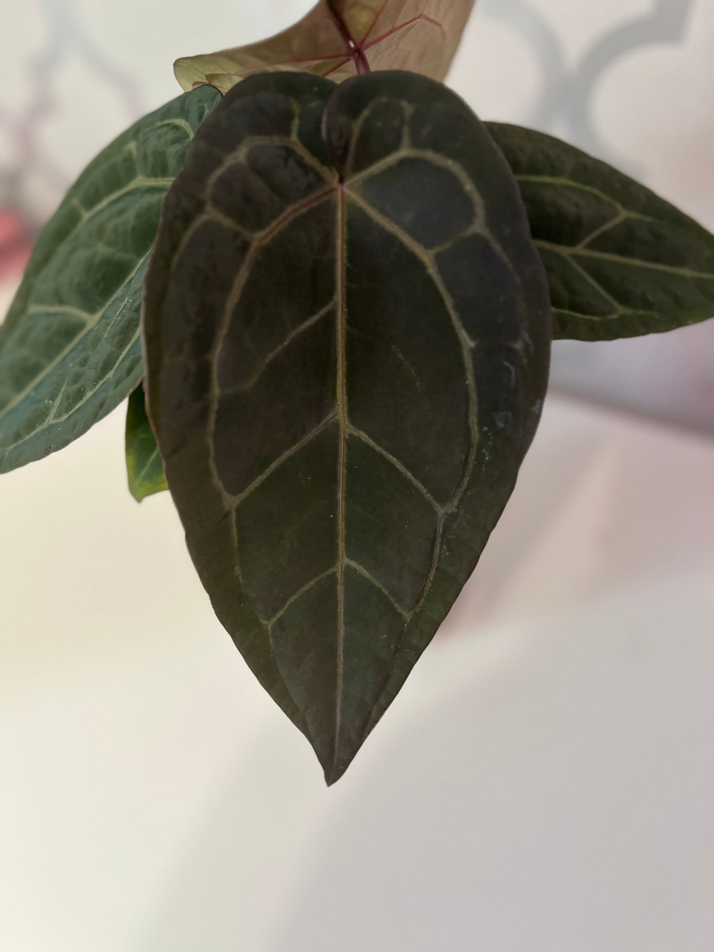 Anthurium Wuhoo's First Night x Red Crystal (PM1)| Live Houseplant