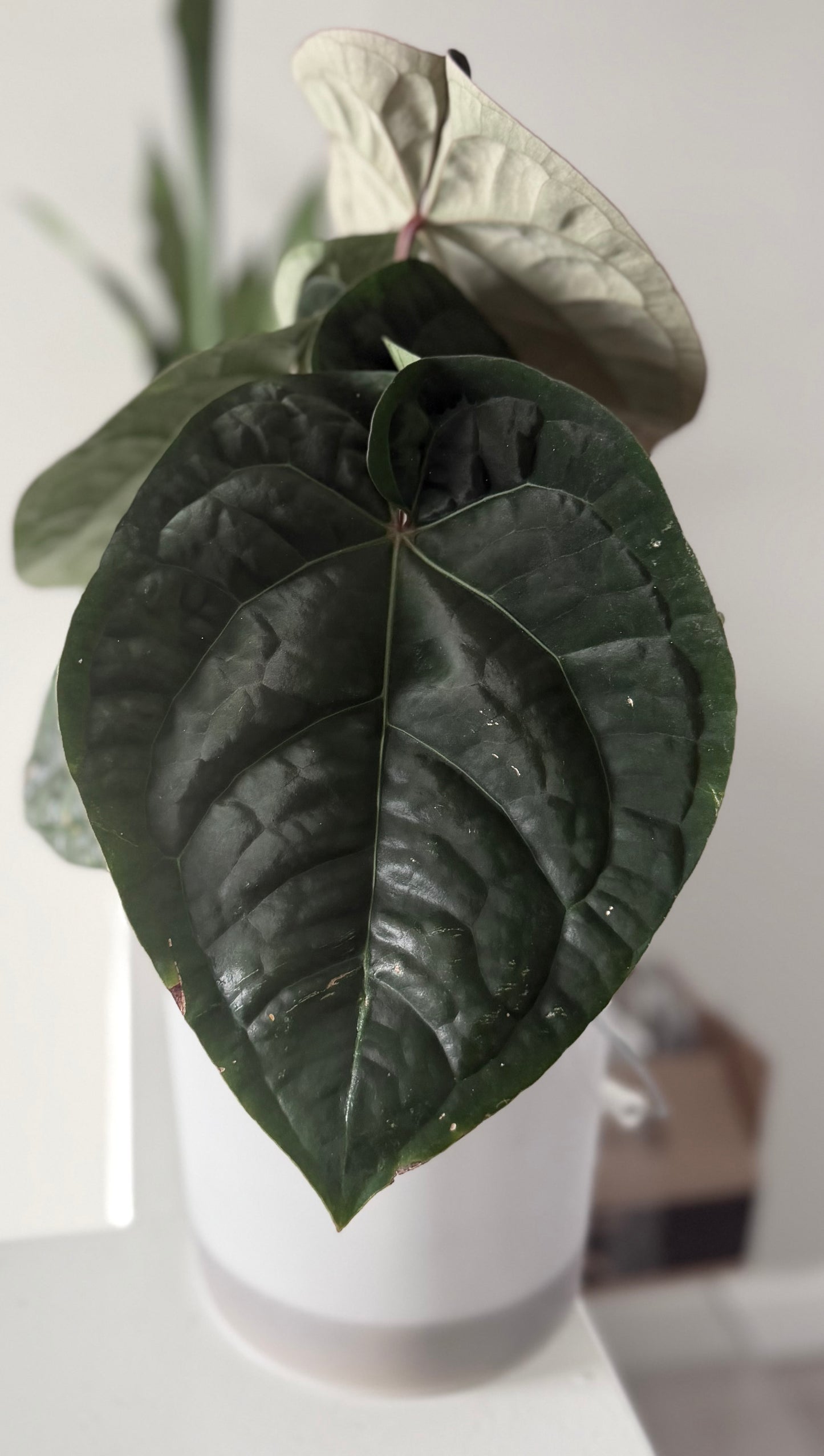 Zara Michelle x Eastern Dress | Anthurium | Live Houseplant |
