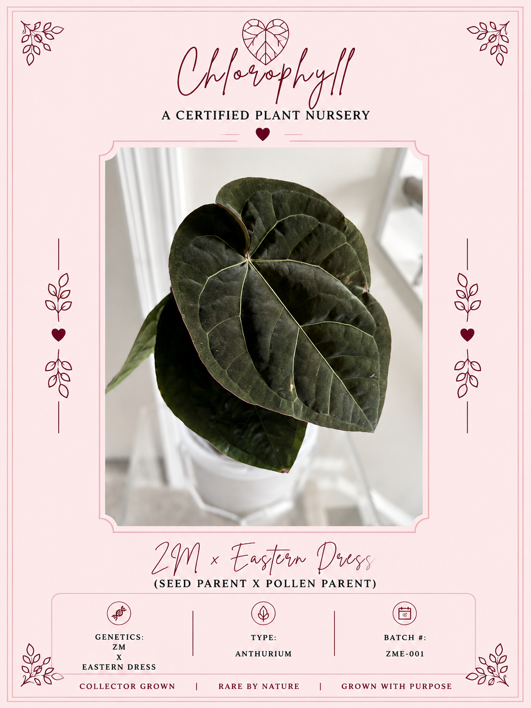 Zara Michelle x Eastern Dress | Anthurium | Live Houseplant |