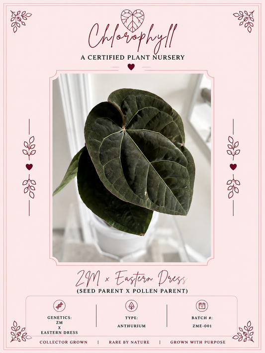 Zara Michelle x Eastern Dress | Anthurium | Live Houseplant |