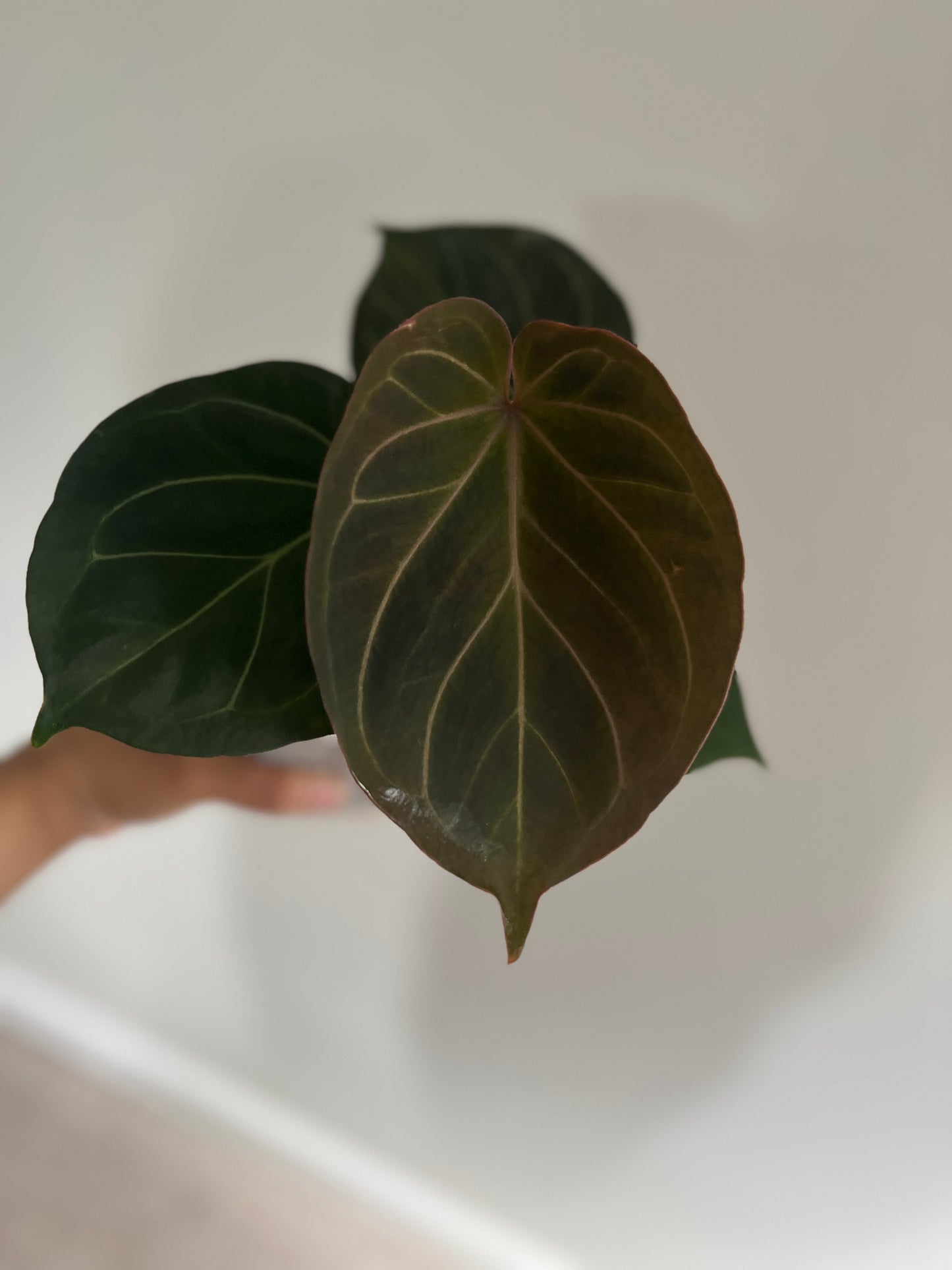 Anthurium King of Spades (KOS Hu) | Live Houseplant