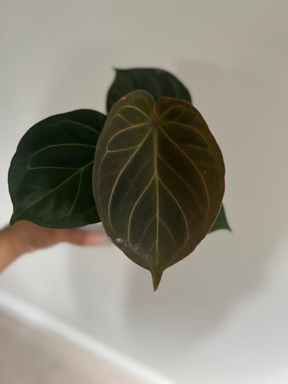 Anthurium King of Spades (KOS Hu) | Live Houseplant