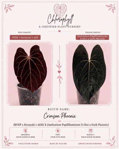 Crimson Phoenix | (Carla/Dorayaki x BVEP) X (Pap X-One X Dark Phoenix) | 🏷️