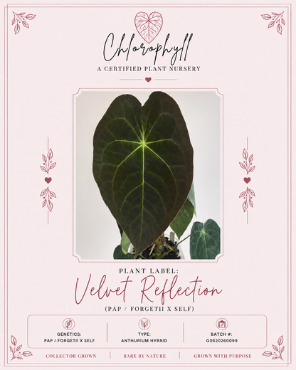 Velvet Reflection | Pap X Forgetii | Live Houseplant |