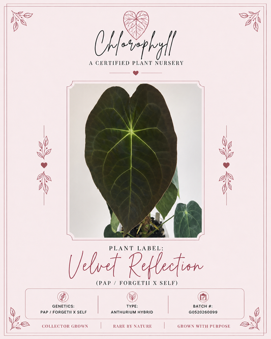 Velvet Reflection | Pap X Forgetii | Live Houseplant |