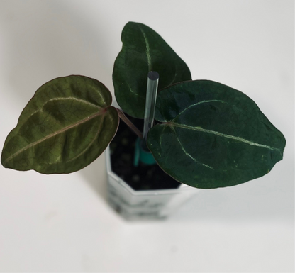 (CODE RED X RC) X (SKG GREY X ZM)