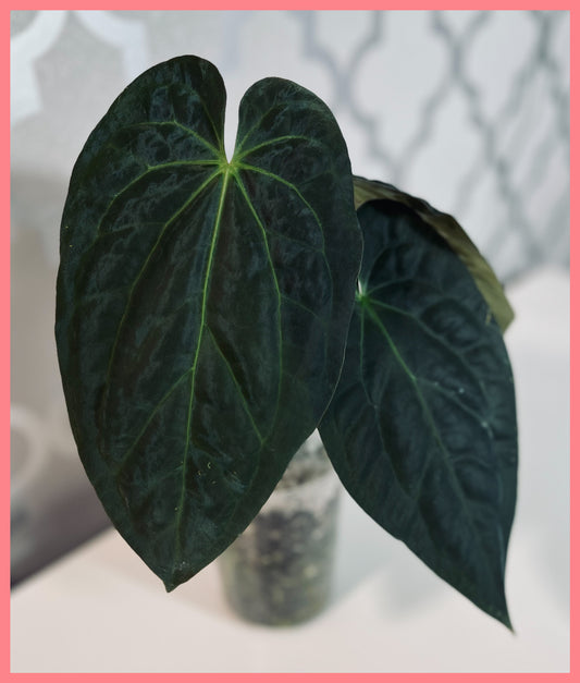 Anthurium Papillilaminum x Crystallinum| Live Houseplant