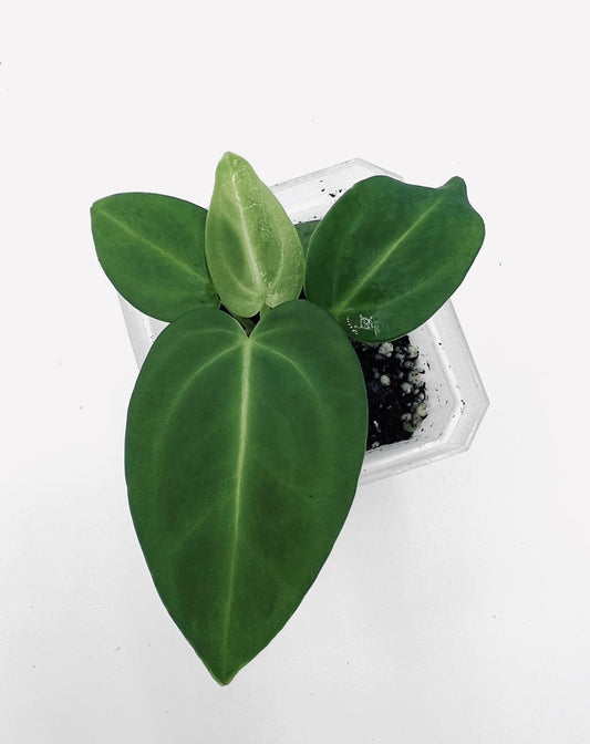 {Anthurium Villenaorum x NOID Seedlings} - 3 Seedlings included