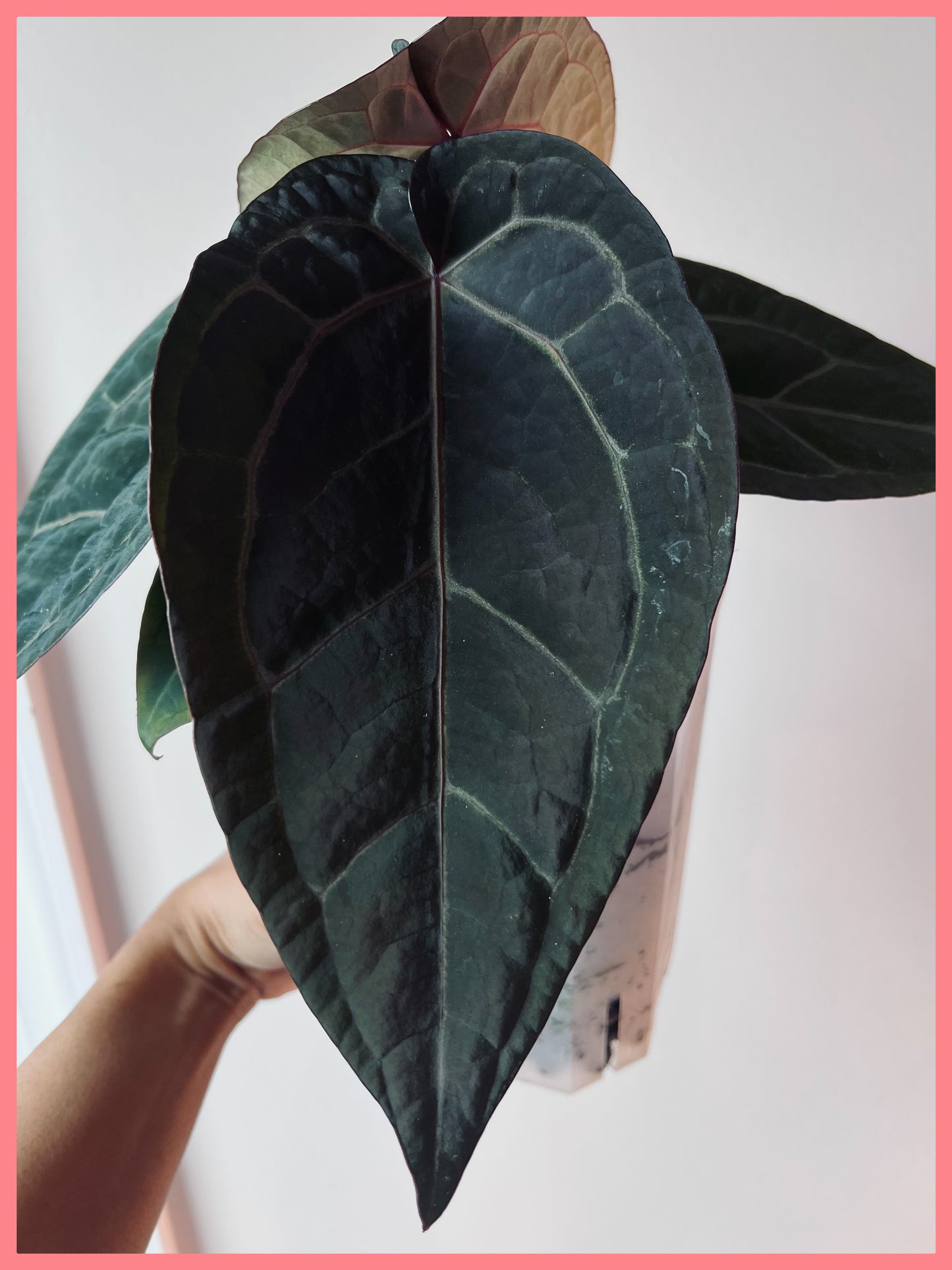Anthurium Wuhoo's First Night x Red Crystal (PM1)| Live Houseplant