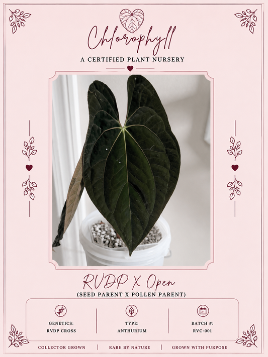 RVDP x Open | Anthurium | Live Houseplant |