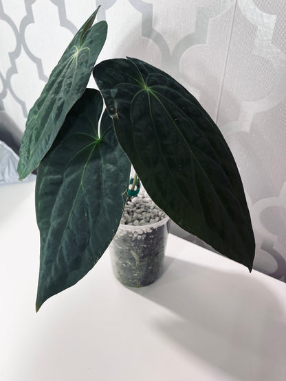 Anthurium Papillilaminum x Crystallinum| Live Houseplant