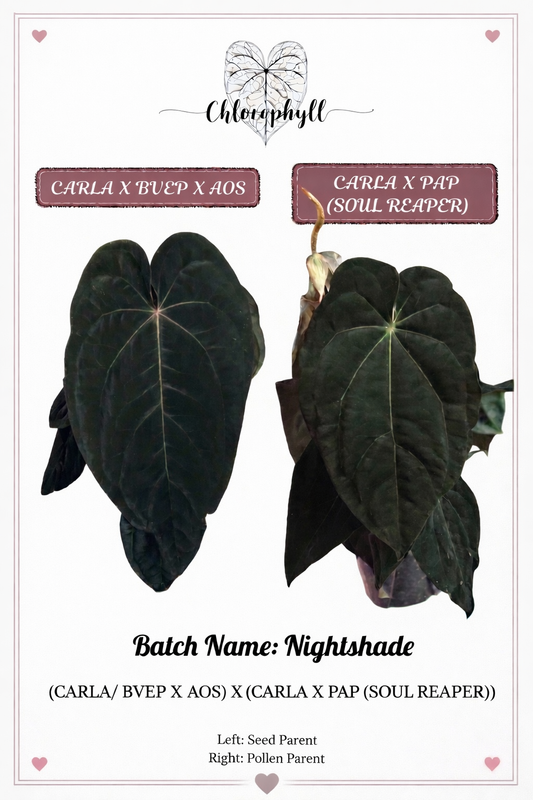 Nightshade | (Carla/BVEP X AOS) X Carla/Pap (Soul Reaper) | Seeds |