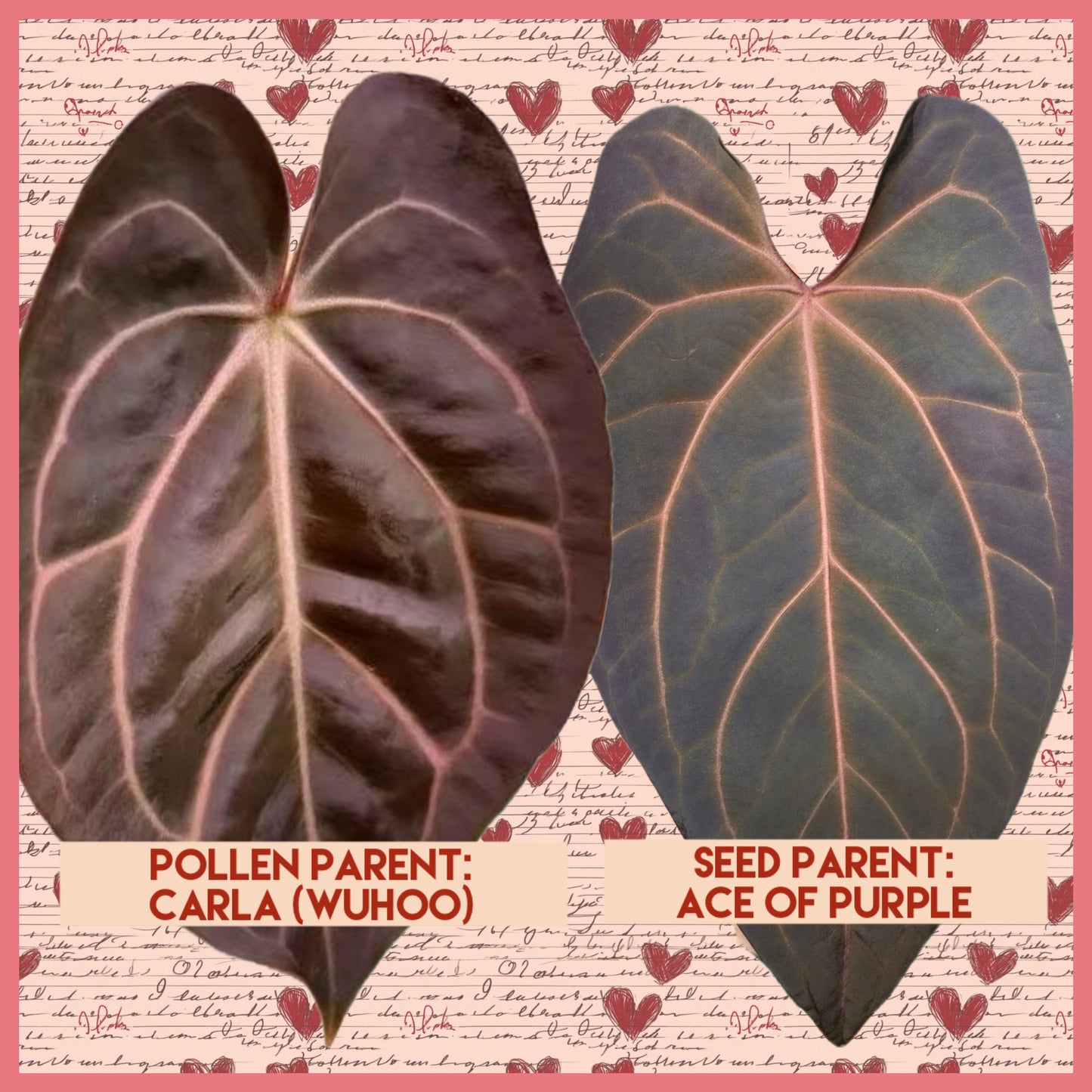 Anthurium AOP (Ace of Purple)x Carla (Wuhoo)| Live Houseplant