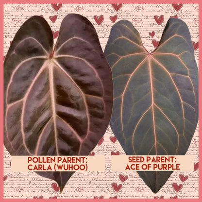 Anthurium AOP (Ace of Purple)x Carla (Wuhoo)| Live Houseplant