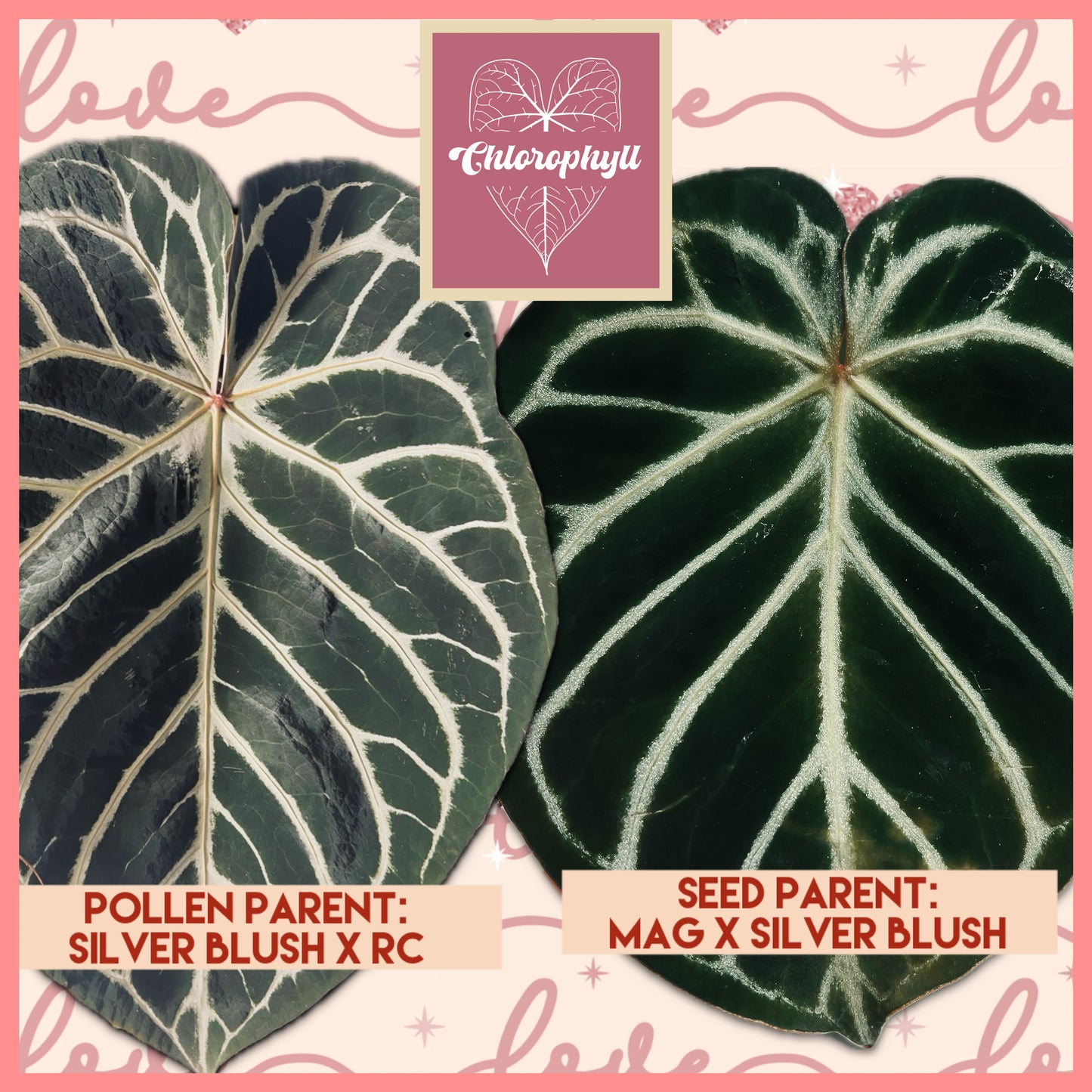 Anthurium Batch: ‘Silver Lining’ | (Mag x SB) x (SB x RC)