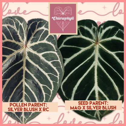 Anthurium Batch: ‘Silver Lining’ | (Mag x SB) x (SB x RC)