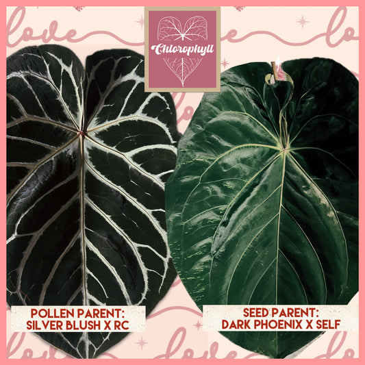 Scarlet Phoenix (Dark Phoenix x Self)x(SB x RC) | Live Houseplant