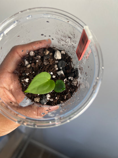 Nocturne’s Kiss - (NOID x Jake's Dimples (WRN) - Seedlings| Anthurium