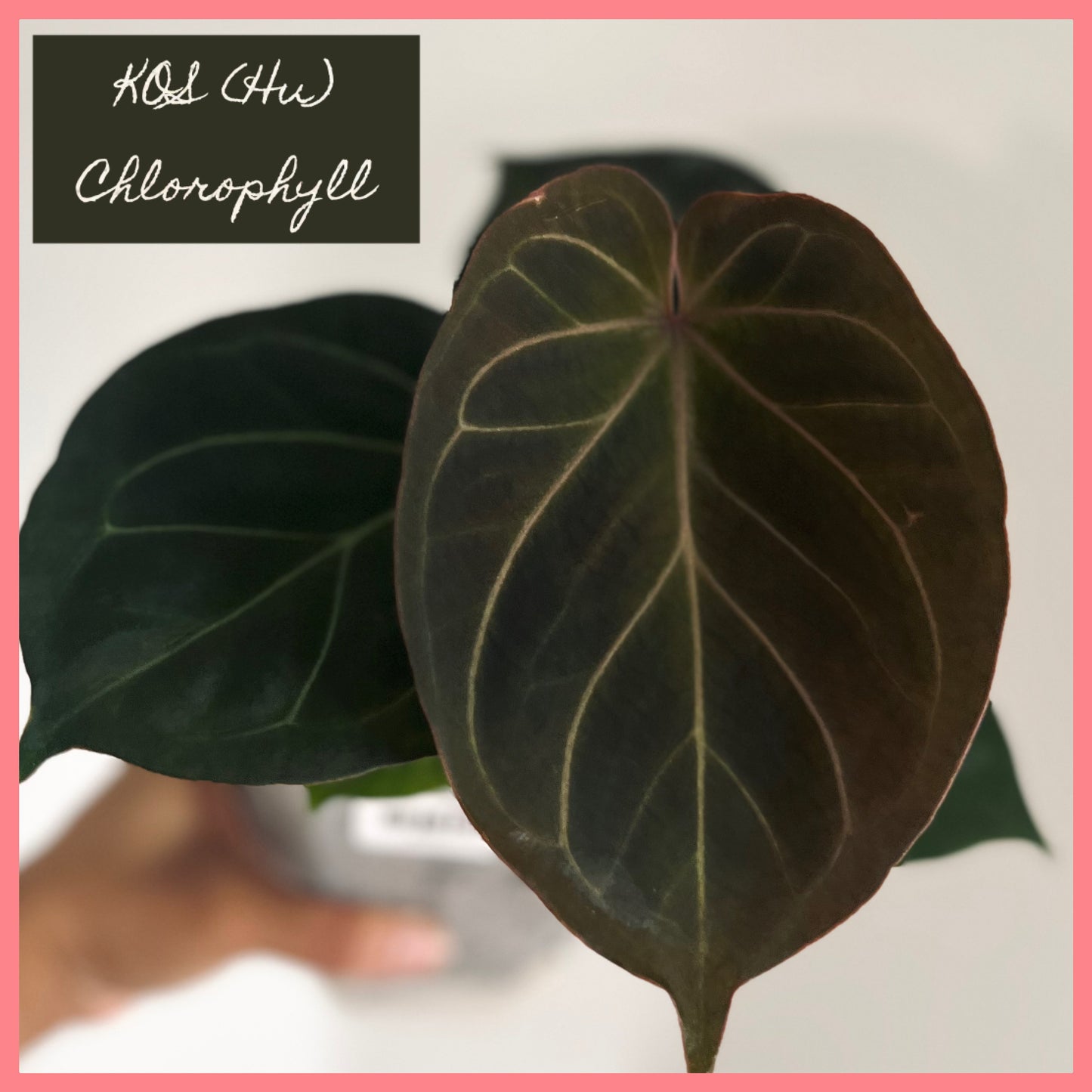 Anthurium King of Spades (KOS Hu) | Live Houseplant