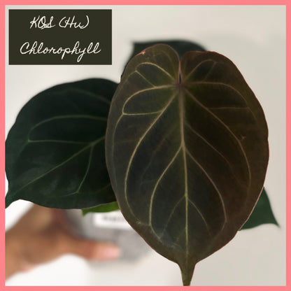 Anthurium King of Spades (KOS Hu) | Live Houseplant